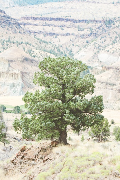 Book Your Tree Service Today!